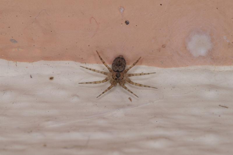 Oecobius_annulipes_D3202_Z_82_Valle Gran Rey_Spanje.jpg
